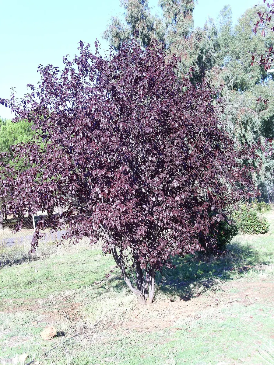 Arbre de pruner de fulla vermella