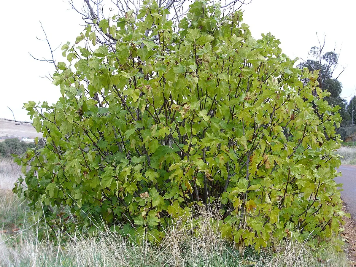 Arbre de figuera